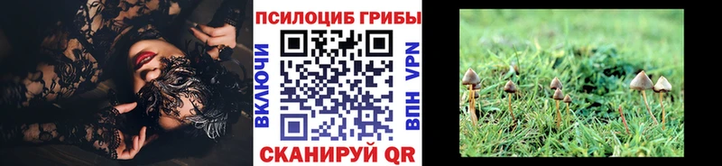 Галлюциногенные грибы Psilocybine cubensis  Курск 